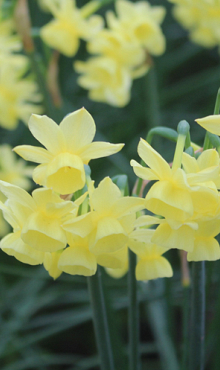 NARCISSUS ANGEL'S BREATH
