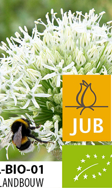 ALLIUM MOUNT EVEREST BIOLOGISCH