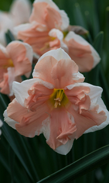 NARCISSUS APRICOT WHIRL