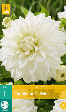 X 1 DAHLIA BULLS PRIDE I