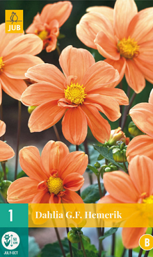 X 1 DAHLIA G.F. HEMERIK I