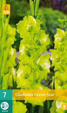 X   7 GLADIOLUS GREEN STAR 12/14