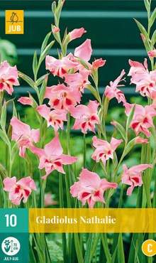 X 10 GLADIOLUS NATHALIE 8/9