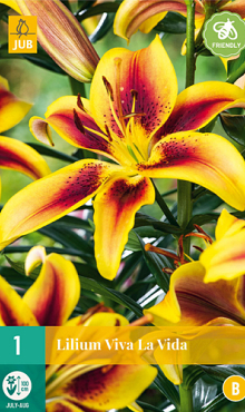 X 1 LILIUM VIVA LA VIDA 16/18