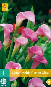 X   1 ZANTEDESCHIA GARNET GLOW 14/16