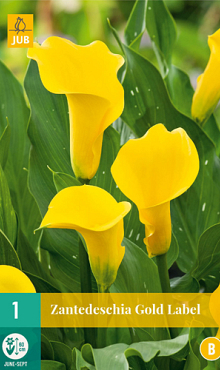 X   1 ZANTEDESCHIA GOLD LABEL 14/16