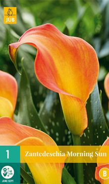 X   1 ZANTEDESCHIA MORNING SUN 14/16