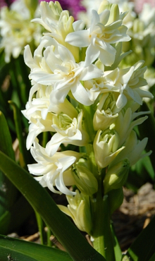 HYACINT DOUBLE WHITE