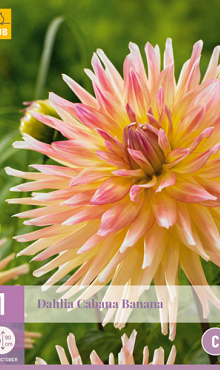 X 1 DAHLIA CABANA BANANA I