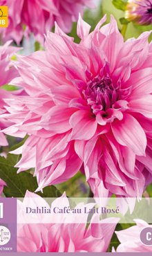 X 1 DAHLIA CAFE AU LAIT ROSE I
