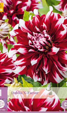 X 1 DAHLIA X-FACTOR I
