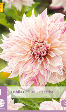 X 1 DAHLIA CAFE AU LAIT TWIST I