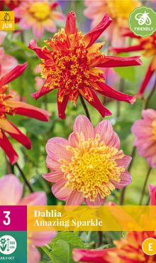 X 3 DAHLIA AMAZING SPARKLE I