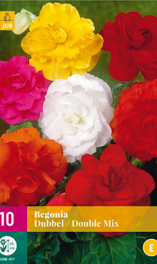 X 10 BEGONIA DOUBLE MIX 3/4