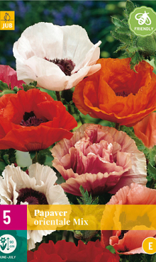 X 5 PAPAVER ORIENTALE MIX TOP