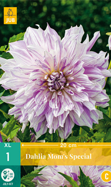 X 1 DAHLIA MOM'S SPECIAL I