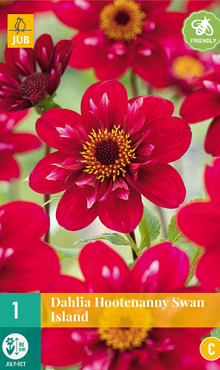 X 1 DAHLIA HOOTENANNY-SWAN ISLAND I