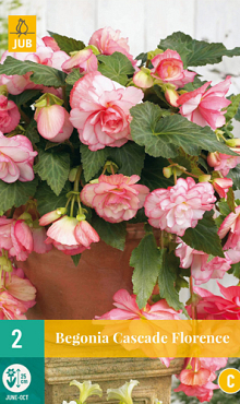 X 2 BEGONIA CASCADE FLORENCE 5/6