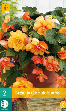 X 2 BEGONIA CASCADE SUNRAY 5/6