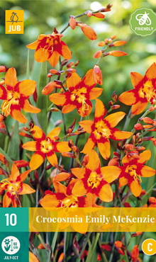 X 10 CROCOSMIA EMILY MCKENZIE  6/+