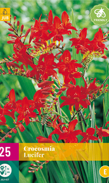 X 25 CROCOSMIA LUCIFER 8/10
