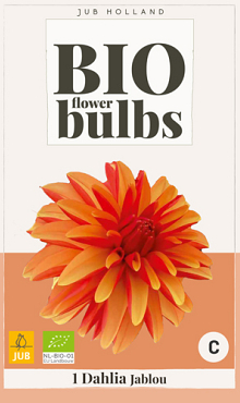 X 1 BIO DAHLIA JAPLOU  I