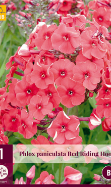 X 1 PHLOX PANICULATA RED RIDING HOOD I