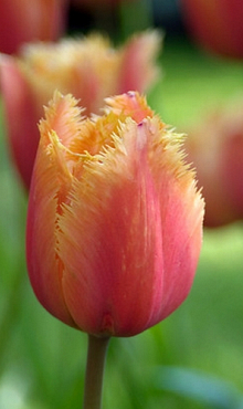 TULIPA LAMBADA