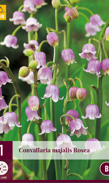 X 1 CONVALLARIA MAJALIS ROSEA I