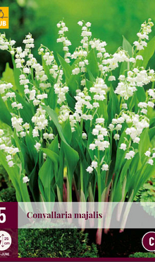 X 5 CONVALLARIA MAJALIS  plg.