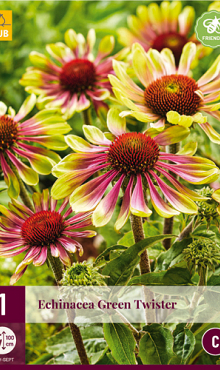 X 1 ECHINACEA GREEN TWISTER I