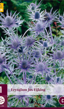 X 1 ERYNGIUM JOS EIJKING I