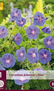 X 1 GERANIUM JOHNSONS BLUE I