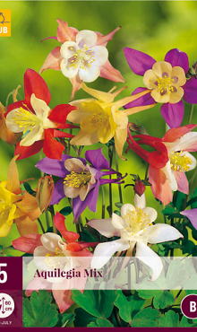 X 5 AQUILEGIA MIX I