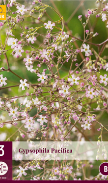 X 3 GYPSOPHILA PACIFICA I