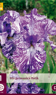 X 1 IRIS GERMANICA BATIK I