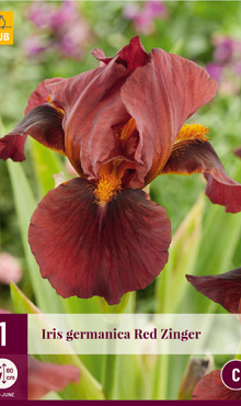 X 1 IRIS GERMANICA RED ZINGER I