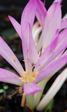 COLCHICUM CILICICUM