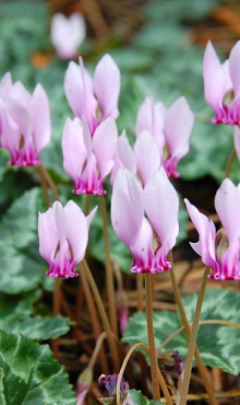 CYCLAMEN HEDERIFOLIUM (NEAP.)