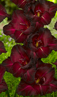 X 100 GLADIOLUS BLACK SURPRISE 12/14