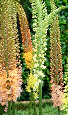 EREMURUS RUITER HYBR GEMENGD