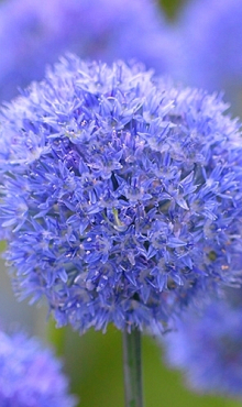 ALLIUM CAERULEUM