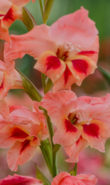 X 100 GLADIOLUS NATHALIE 8/9