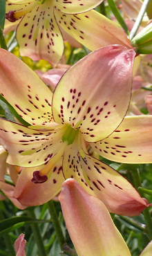 X 50 LILIUM CORSAGE 16/18