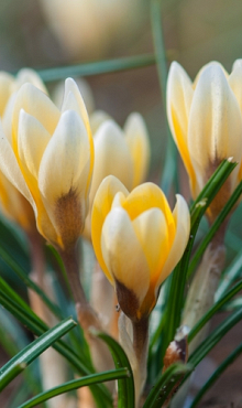 CROCUS SPECIE ROMANCE