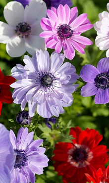 ANEMONE CORONARIA ST. BRIGID GEMENGD