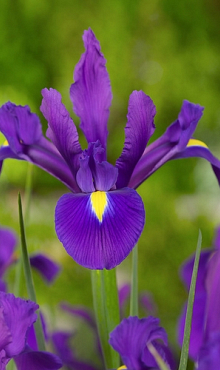 IRIS HOLLANDICA PURPLE SENSATION