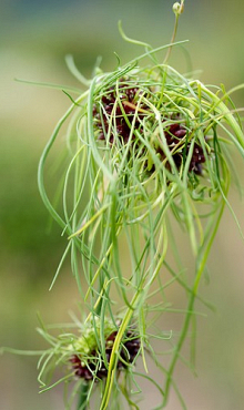 ALLIUM VINEALE HAIR