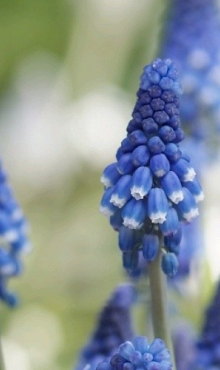 MUSCARI BOTRYOIDES SUPERSTAR