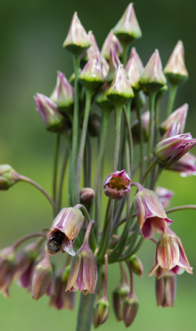 ALLIUM SICULUM